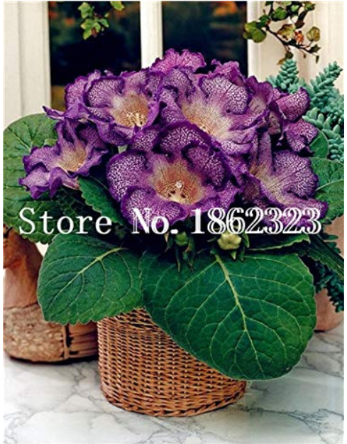100 pcs/Bag Gloxinia Plant, Seed sinningia Gloxinia Bonsai, Charming Gloxinia Flower, Perennial Plants for Home Garden Pot