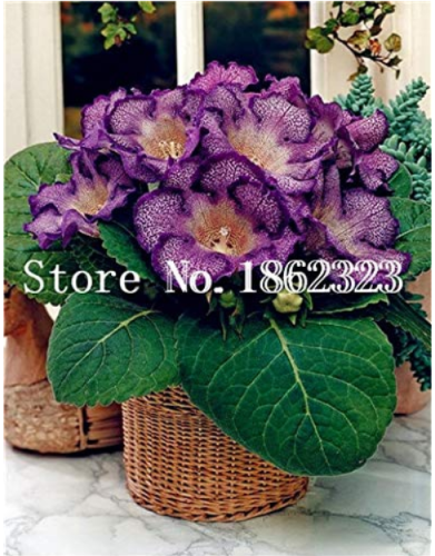 100 pcs/Bag Gloxinia Plant, Seed sinningia Gloxinia Bonsai, Charming Gloxinia Flower, Perennial Plants for Home Garden Pot