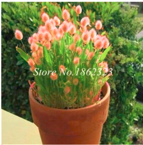 Ovatus Grass Seed Bunny Tails Grass Tropical Ornamental Plants Seed Flower Seed Decorate Home Garden 100 Pcs