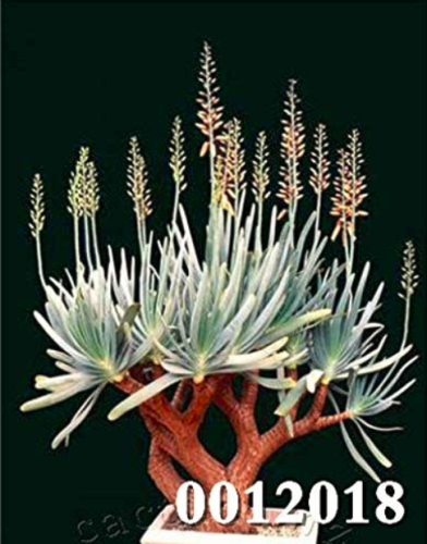 100Pcs Various Lithops Bonsai Living Stone Flower Cacti Cactus Plant Rare Succulent Bonsai Colorful Meaty Plant Easy Grow Garden