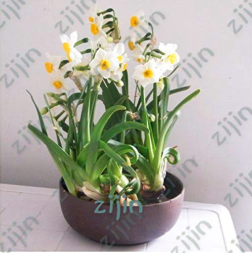 100pcs Seed Narcissus,Potted White Daffodil Flower Perennial Indoor Garden Plant Flores Narciso Daffodil