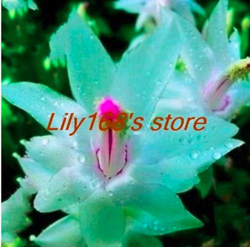 200 pcs Schlumbergera Cactus Christmas Bonsai, Seed for Home and Garden, Zygocactus truncatus Seed Mixed Color