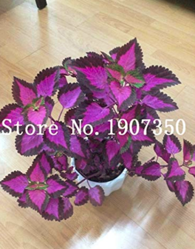 200 pcs Coleus Plants Rare Rainbow Coleus blumei Bonsai Japanese Flower Plants Bonsai Plants for Home Garden Men Gift Semente