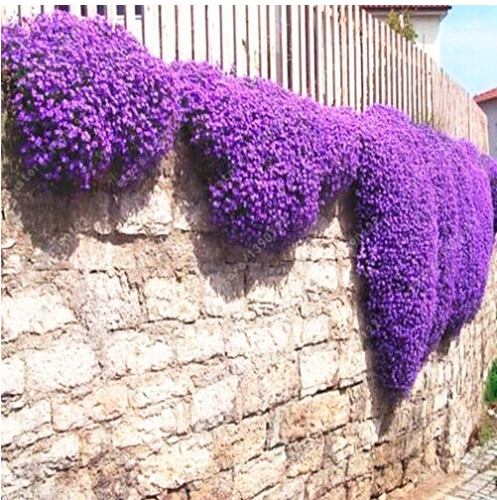 100 pcs/bag Creeping Thyme Seeds or Multi-color ROCK CRESS Seeds - Perennial flower seeds Ground cover flower garden decoration