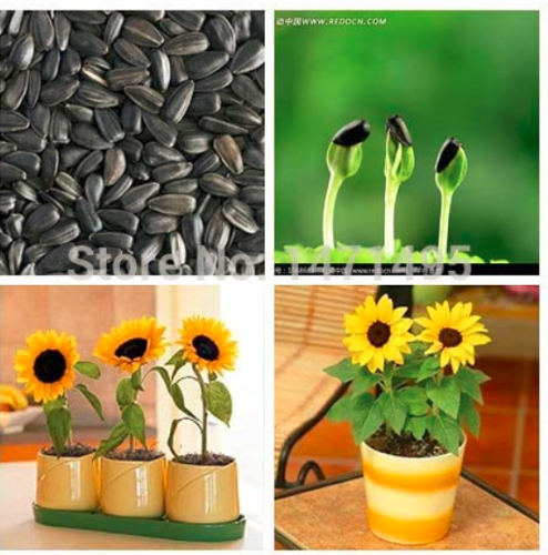 20 Dwarf Sunflower Bonsai Indoor & Outdoor Dwarf Mini Sunflower Bonsai Balcony Mini Plant