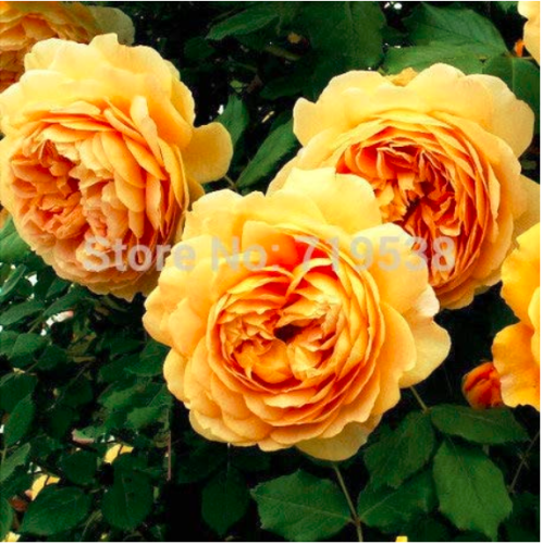 Yellow Rose Golden Celebration Aromatic 100 Flower Bonsai