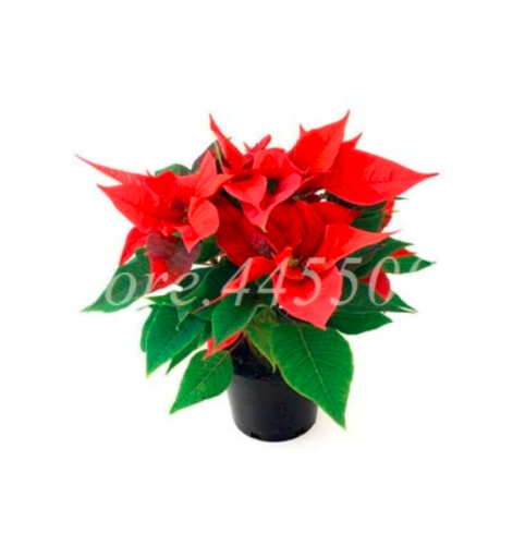 100 Pcs/Bag Colorful Poinsettia Potted Bonsai Flower Indoor & Outdoor Flower EDS Herb Plant for Home Garden Planting
