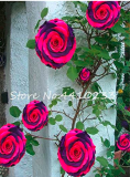100 Pcs Thailand Climbing Beautyful Rose Bonsai Flowers Rare Mutli-Color Rose Bonsai Climbing Plants for Home & Garden