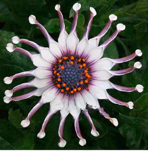 New Rare Hierloom 50 Trailing African Daisy Seeds