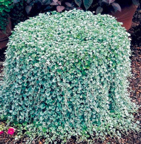 Dichondra Repens Silver Falls Emerald Falls Ground Cover Bonsai in Hanging Baskets Very Creative Beautiful Potted Plants 100Pcs
