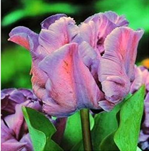 1 PCS Mixed Embossed Gray + Pink Parrot Tulip Bulb Flowers Petals Plant of high-end
