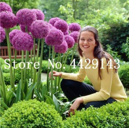 200 pcs/Bag Purple Giant Allium Giganteum, Perennial Flower Bonsai Garden Plant The Budding Rate 95% Ornamental Bonsai