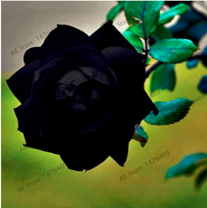 210pcs 24 Color Flower Bonsai Holland Rose Plant Lover Gift Blue Green Black Rainbow Rare Home Gardening Flower