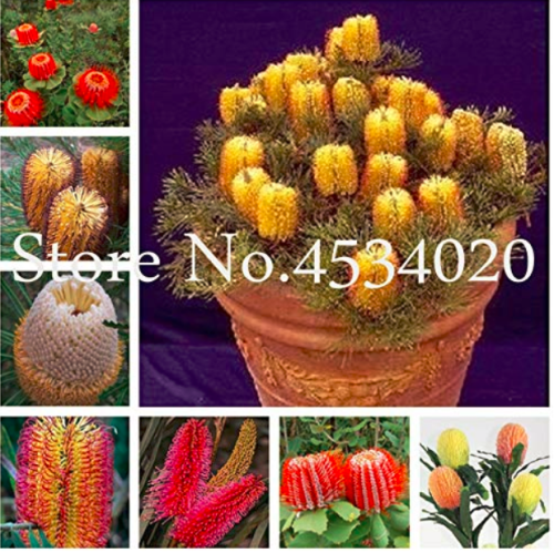 100 pcs Banksia coccinea Bonsai, Rare Flower Plants, Potted Garden, Variety Complete, The Budding Rate 95% - (Color: Mixed)