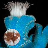 100Pcs/Bag Succulent Plant Seeds Flowering Mesembryanthemum Crystallinum Crystalline Ice Plant