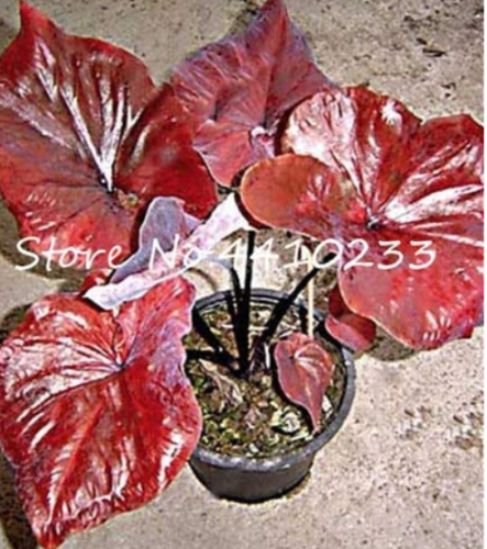 100Pcs Thailand Caladium Seed of Indoor Plants Perennial Caladium Bicolor Flower Plant Seed Colocasia DIY for Home Garden