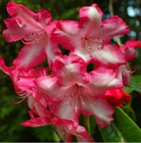 Beautiful 100% True Rhododendron Flower Flores Potted 24 Varieties 100pcs / Bag Rare Bonsai Garden Plant