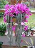 100 pcs Climbing Plant Echinopsis Tubiflora Flowering Cactus Bonsai Plant Rare Flower Perennial Ornamental Mini Plant Succulent