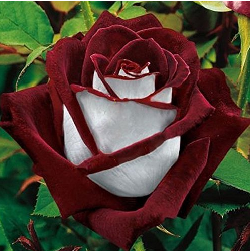 420 Seeds / Pack, Love in Rose Rare Rose Bush Red White Tea Rose Multi Colors