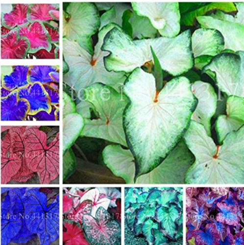 100pcs Hot Sale Thailand Caladium Bicolor Seed Balcony Rare Burnt Rose Elephant Ear Flower Perennial Herbs Plant Home & Garden - (Color: Mixed)