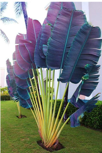 100PCS Purple Travelers Palm Flores Bonsai, Ravenala Madagascariensis Chinese Fan Palm Plant,Tall Evergreen Tree