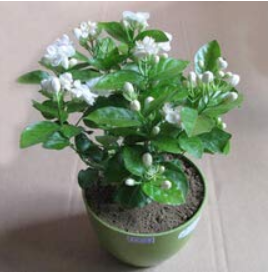 Bonsai White Jasmine Flower, Fragrant Plant Arabian Jasmine 50pcs