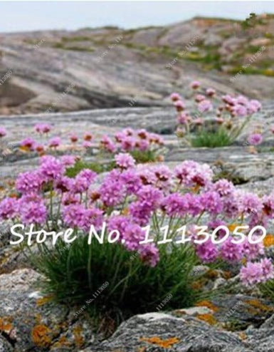 50 Pcs/Lot Armeria Maritima Bonsai Thrift, Mix Colors Seagrass Easy to Grow for Home Garden Planting