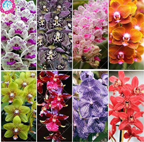 100pcs Orchid Flower Bonsai 20 Kinds Phalaenopsis Orchid Indoor perenial Flowers for Home Garden Potted Plants - (Color: Mix)