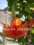 100 pcs mix colors bonsai fragrant flower dwarf brugmansia datura seeds rare brugmansia angel trumpets for home garden plants