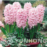 New Hyacinthus Orientalis Bonsai Cheap Hyacinth Seeds Hyacinth Potted Bonsai Balcony Flower Bonsai for Home Garden 50PCS