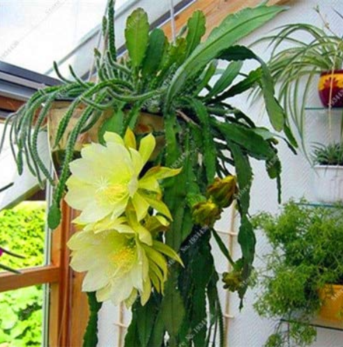 50 Pcs a Bag Cactos Raros Semente De Flores, Exotic Bonsai Desk Plant Pot,Plantas De Suculenta Home Garden Decoration