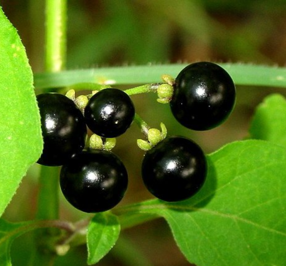 Heirloom Organic 500 Seeds Wonderberry Black Nightshade Huckleberry Sunberry Solanum Nigrum