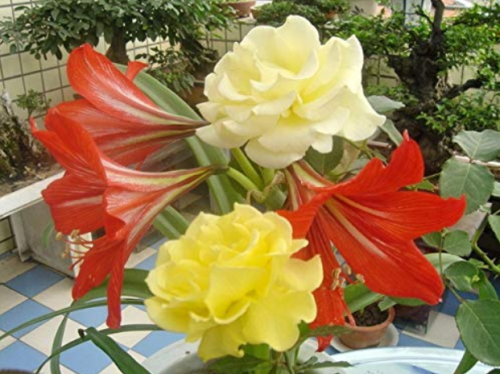 Hippeastrum Seeds Bonsai Amaryllis Barbados Lily DIY Home Garden Lily Potted Bonsai Balcony Flower 100 pcs/Bag