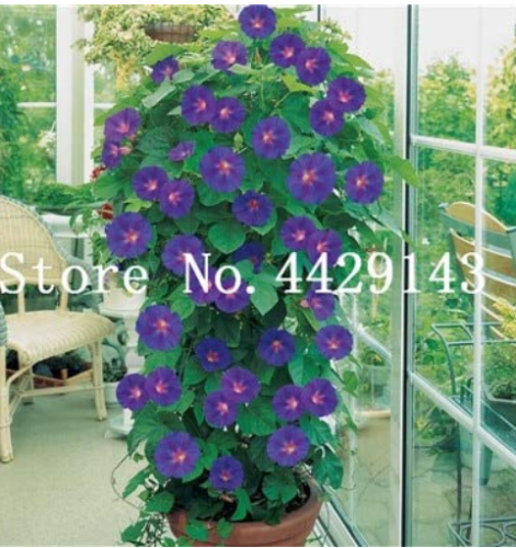 100 Pcs/Bag Rare Star Blue Bonsai Garden and Patio Potted Plant Morning Glory Flowers Bonsai petuniya Bonsai