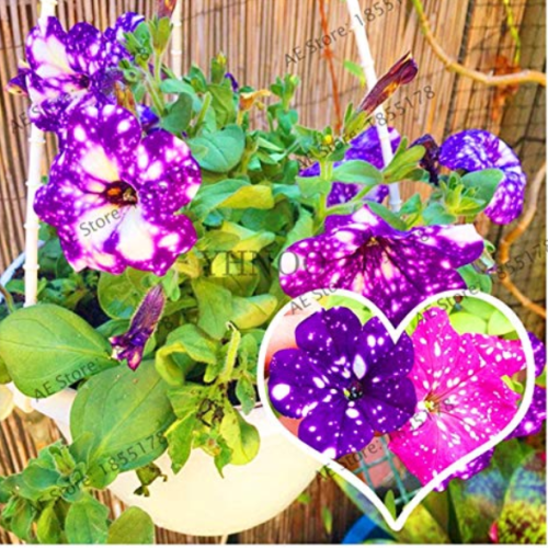 104pcs Flower Petunia,Petunia Night Sky Flower Plantas,Bonsai Flower floresling Aquatic Plants