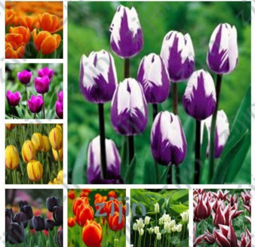 200Pcs Tulip Seed Tulip Flower Beautiful Tulipanes Flower Plant for Garden Plants Flower Symbolizes Love