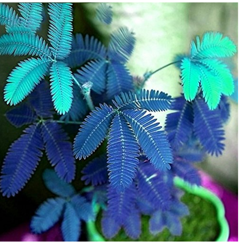 Hot Selling Gimax 30Pcs/Pack Mimosa Seeds Garden Courtyard Bashful Grass Sensitive Potted Plants - (Color: Blue)
