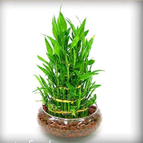 Lucky Bamboo Choose Potted Bonsai Variety Complete Dracaena Garden The Budding Rate 95%, 100 PCS/Bag h