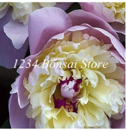 100 pcs Ranunculus Flower Plants, (not Ranunculus Bulbs),Ranunculus Flower Bonsai Perennials Flower De Flores Jardinagem