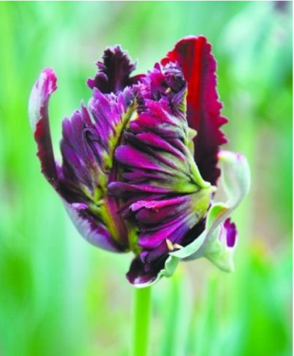 Imports of Ornamental Plants. World Rare Parrot Tulip Bulbs -10PC Bonsai (not Tulip Garden)