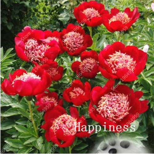 200 Pcs Bonsai Rare Chinese Peony Planting Bright Greenery Flowers Outdoor Terrace Courtyard Paeonia Flower for Garden Decor