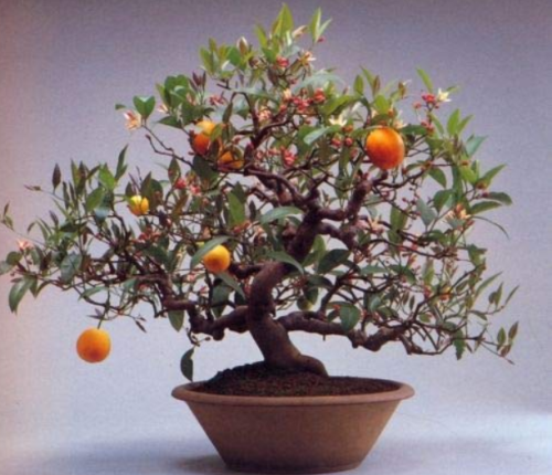Bonsai Plant Dwarf Standing Calamondin Citrus Orange Tree Indoor Plant in Pot Garden Decoration Plant 30pcs