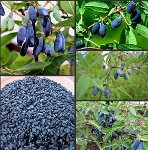 200Pcs/Pack Lonicera Caerulea Fruit Seeds Home Garden Plants Honeyberry Blueberry Seeds