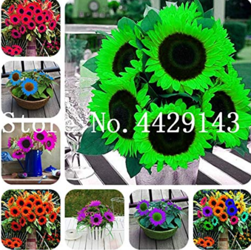 50 Pcs Mini Sunflower Seed Flower, Rare Color Sunflower Flower, Indoor Seed Flower Plant for Home Garden Ornamental Plants - (Color: Mixed)