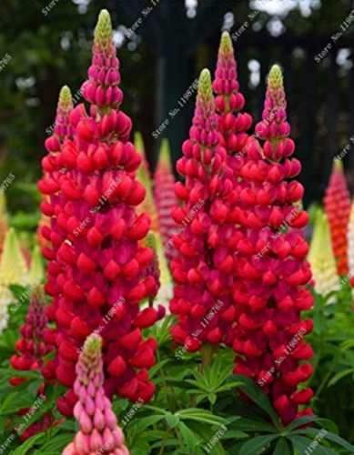 200 Mix Color Lupine Seed Plants Annual Succulent groundcover Flower Bonsai,Potted Plants for Home Garden