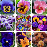 200Pc Mexican Imported Pansy Bonsai Mix Color Wavy Viola Tricolor Flower Bonsai Potted Home Garden - (Color: Mix)