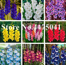 100 PCS Striped Gladiolus Bonsai, Sword Lily Garden Flowers Orchid Gladiolus Bonsai Plant Gandavensis High Survival Rate - (Color: Mix)