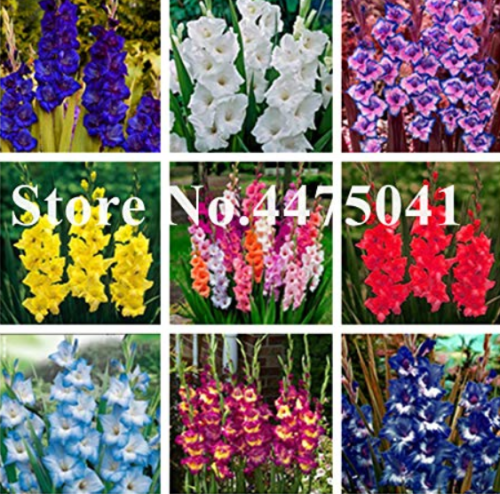 100 PCS Striped Gladiolus Bonsai, Sword Lily Garden Flowers Orchid Gladiolus Bonsai Plant Gandavensis High Survival Rate - (Color: Mix)