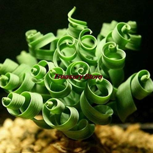 200 Pcs Spring Grass Plant Succulents Plant Grass DIY Seed Potted Garden Home Exotic Plant Spiral Grass Ornamental Seed