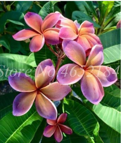 100 Pcs/Bag Plumeria Bonsai, Frangipani, Hawaiian Lei Flower, Rare Exotic Egg Flower Perfect Colors DIY Home Garden Pot